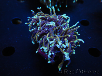 WYSIWYG RAH Euphyllia glabrescens (Elevage Recifathome) 16C1