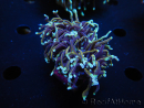 WYSIWYG RAH Euphyllia glabrescens (Allevamento Recifathome) 16C1