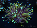 WYSIWYG RAH Euphyllia glabrescens (Elevage Recifathome) 16E4