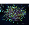 WYSIWYG RAH Euphyllia glabrescens (Elevage Recifathome) 16C1
