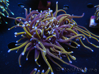 WYSIWYG RAH Euphyllia glabrescens (Elevage Recifathome) 16C1