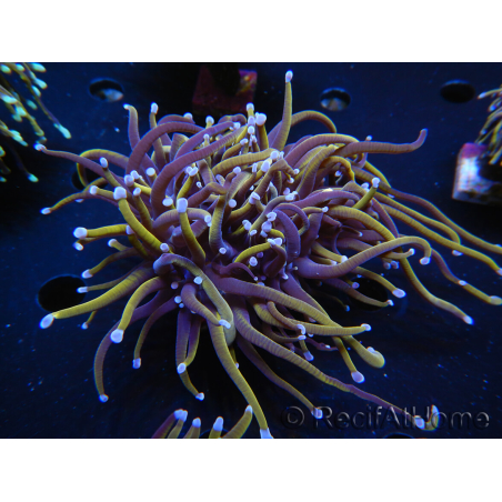 WYSIWYG RAH Euphyllia glabrescens (Elevage Recifathome) 16C1
