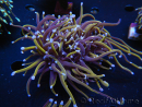 WYSIWYG RAH Euphyllia glabrescens (Elevage Recifathome) 16E5