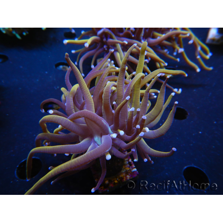 WYSIWYG RAH Euphyllia glabrescens (Elevage Recifathome) 16C1