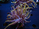WYSIWYG RAH Euphyllia glabrescens (Cría Recifathome) 16C1