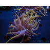 WYSIWYG RAH Euphyllia glabrescens (Recifathome Breeding) 16C1