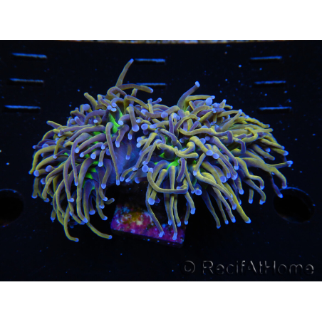 WYSIWYG RAH Euphyllia glabrescens (Elevage Recifathome) 16F1