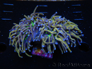 WYSIWYG RAH Euphyllia glabrescens (Elevage Recifathome) 16F1