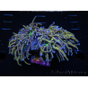 WYSIWYG RAH Euphyllia glabrescens (Elevage Recifathome) 16C1