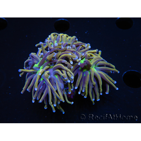 WYSIWYG RAH Euphyllia glabrescens (Elevage Recifathome) 16F2