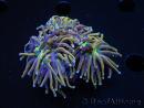 WYSIWYG RAH Euphyllia glabrescens (Elevage Recifathome) 16F2