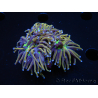 WYSIWYG RAH Euphyllia glabrescens (Elevage Recifathome) 16F2