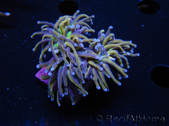 WYSIWYG RAH Euphyllia glabrescens (Elevage Recifathome) 16C1