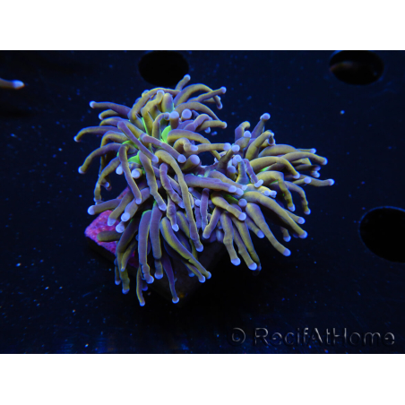 WYSIWYG RAH Euphyllia glabrescens (Elevage Recifathome) 16C1