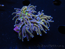 WYSIWYG RAH Euphyllia glabrescens (Elevage Recifathome) 16C1