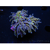 WYSIWYG RAH Euphyllia glabrescens (Elevage Recifathome) 16C1