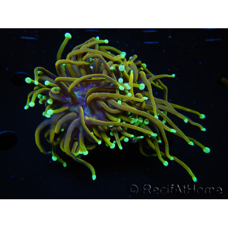 WYSIWYG RAH Euphyllia glabrescens (Elevage Recifathome) 16C1