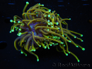 WYSIWYG RAH Euphyllia glabrescens (Elevage Recifathome) 16F4