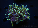 WYSIWYG RAH Euphyllia glabrescens (Cría Recifathome) 16C1