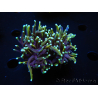 WYSIWYG RAH Euphyllia glabrescens (Elevage Recifathome) 16F5