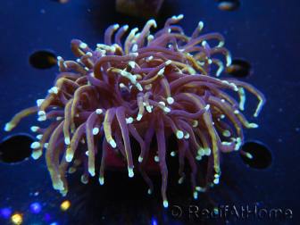 WYSIWYG RAH Euphyllia glabrescens (Elevage Recifathome) 16F6
