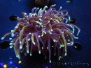WYSIWYG RAH Euphyllia glabrescens (Allevamento Recifathome) 16C1