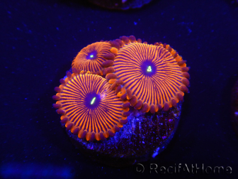 WYSIWYG - Zoanthus Red PPE 2G3