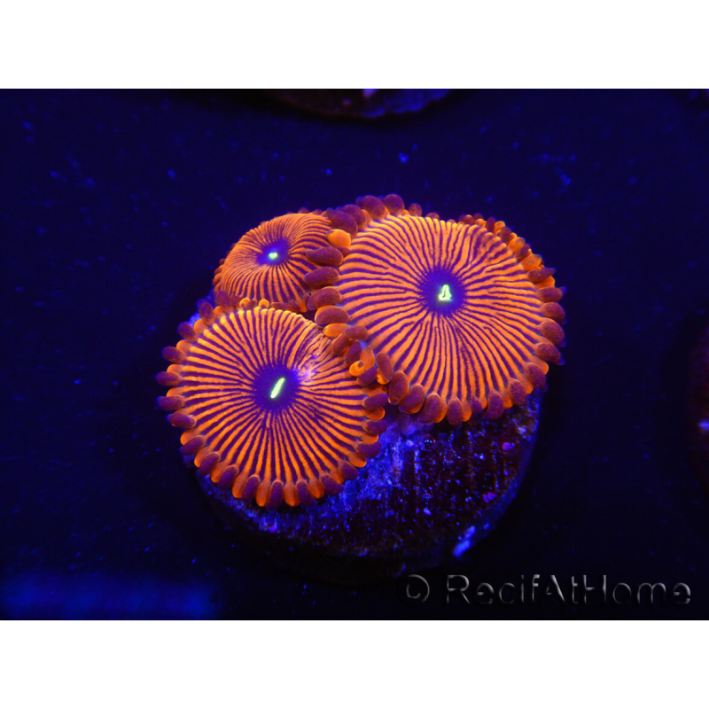 WYSIWYG - Zoanthus Red PPE 2G3