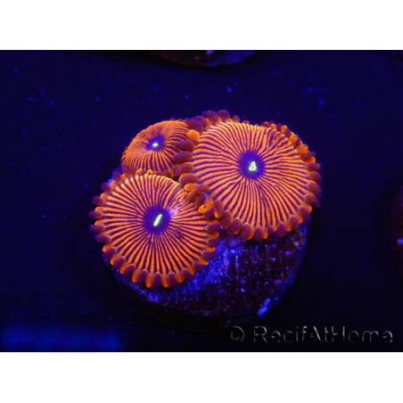 WYSIWYG - Zoanthus Red PPE 2A7