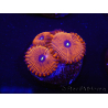 WYSIWYG - Zoanthus Red PPE 2G3