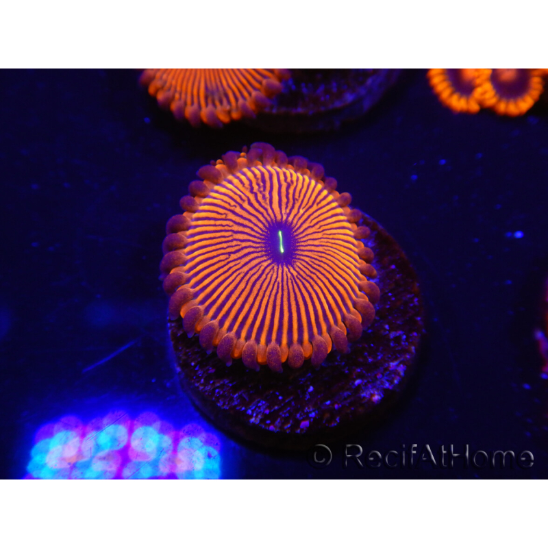 WYSIWYG - Zoanthus Red PPE 2G6