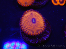 WYSIWYG - Zoanthus Red PPE 2A6