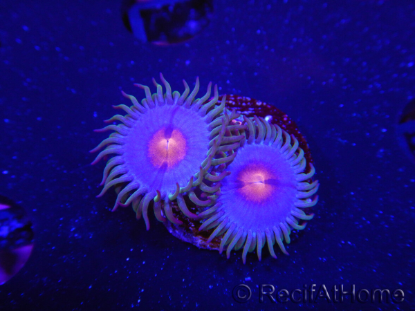 WYSIWYG - Zoanthus Blue Kisses 2S8