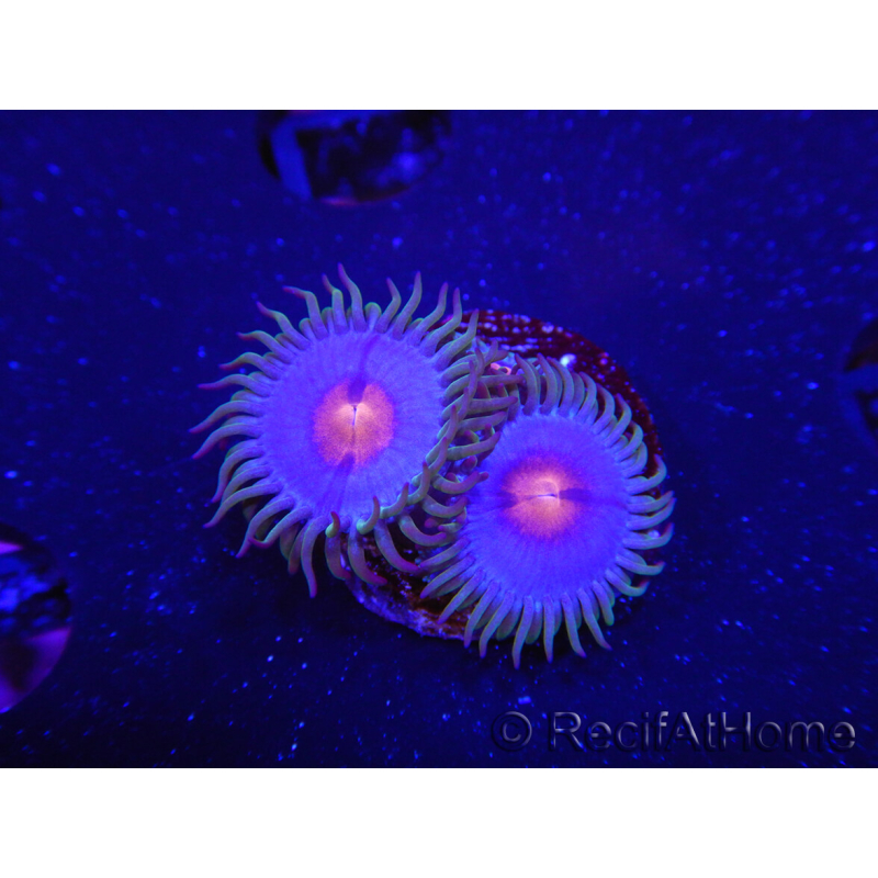 WYSIWYG - Zoanthus Blue Kisses 2S8