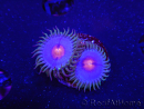 WYSIWYG - Zoanthus Blue Kisses 2S8