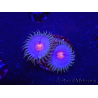 WYSIWYG - Zoanthus Blue Kisses 2S8