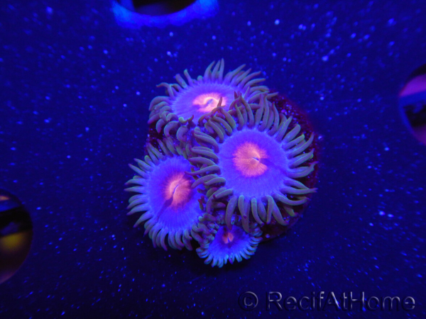 WYSIWYG - Zoanthus Blue Kisses 2S9