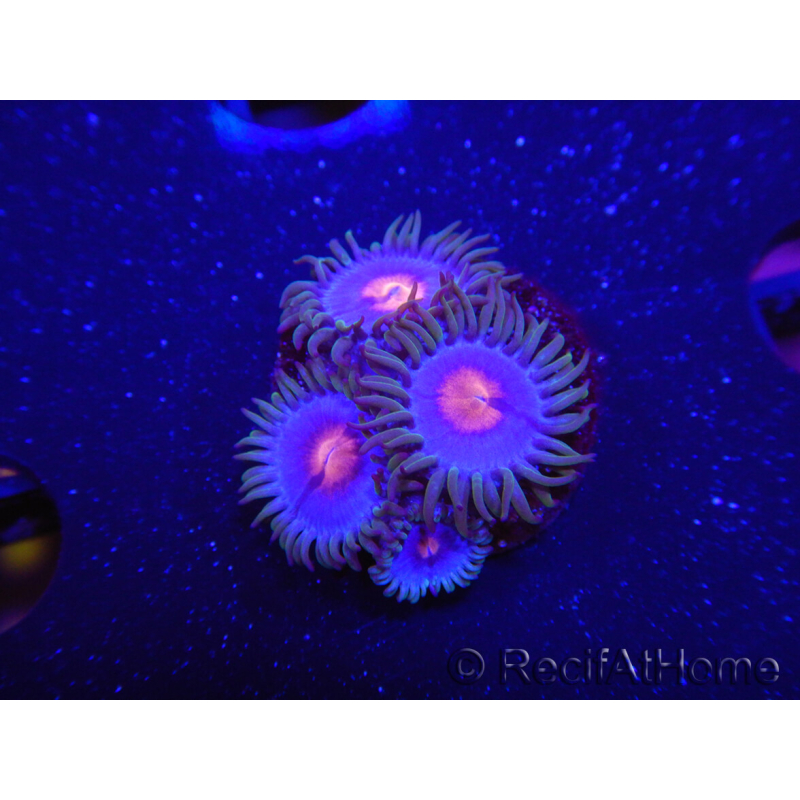WYSIWYG - Zoanthus Blue Kisses 2S9