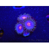 WYSIWYG - Zoanthus Blue Kisses 2S9