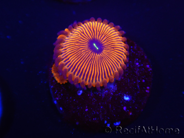 WYSIWYG - Zoanthus Red PPE 2A6