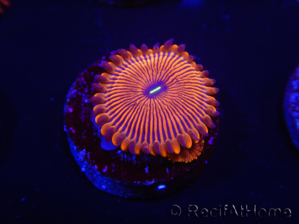 WYSIWYG - Zoanthus Red PPE 2G5