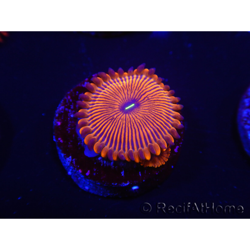 WYSIWYG - Zoanthus Red PPE 2G5