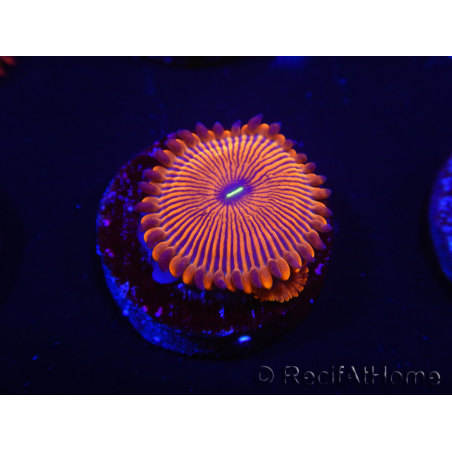 WYSIWYG - Zoanthus Red PPE 2A5