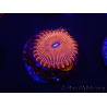 WYSIWYG - Zoanthus Red PPE 2G5