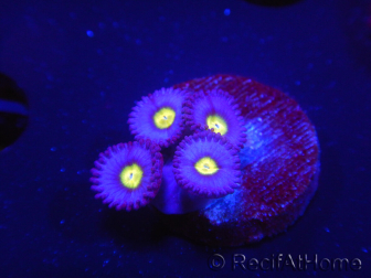 WYSIWYG - WWC Zoanthus AOI 2N5