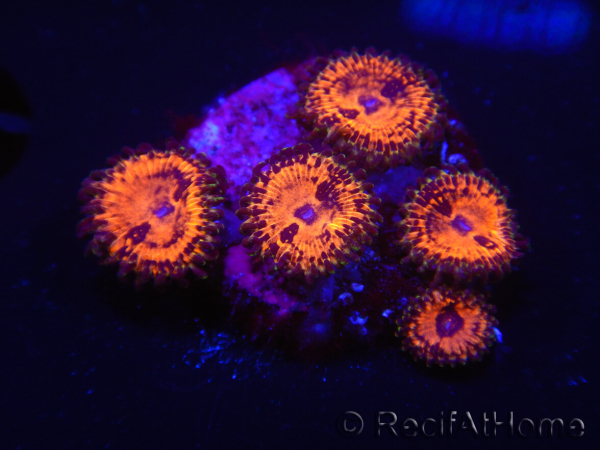 WYSIWYG - WWC Zoanthus Blood Sucker 2P1