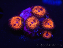 WYSIWYG - WWC Zoanthus Blood Sucker 2P1