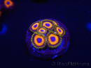 WYSIWYG - Zoanthus JF Jungle Juice 2R7