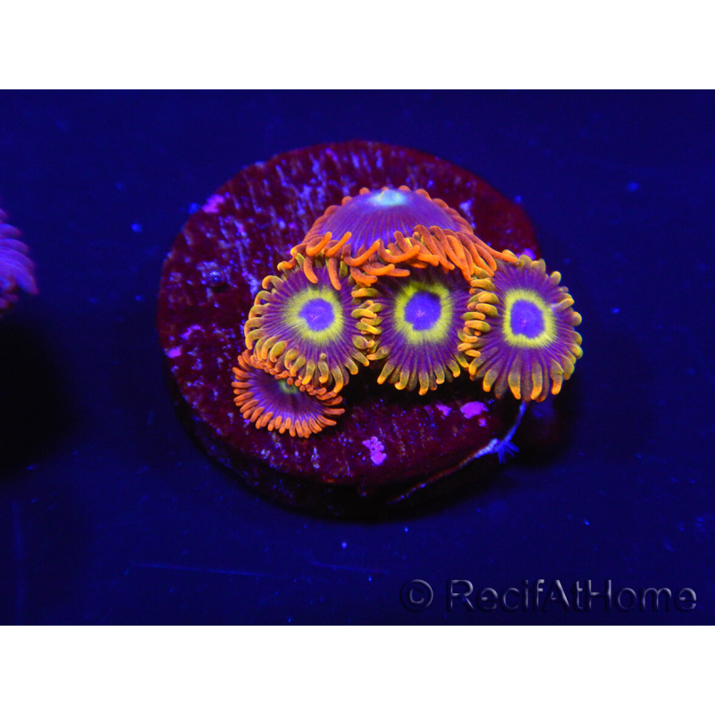 WYSIWYG - Zoanthus Fruity Loops 2S3