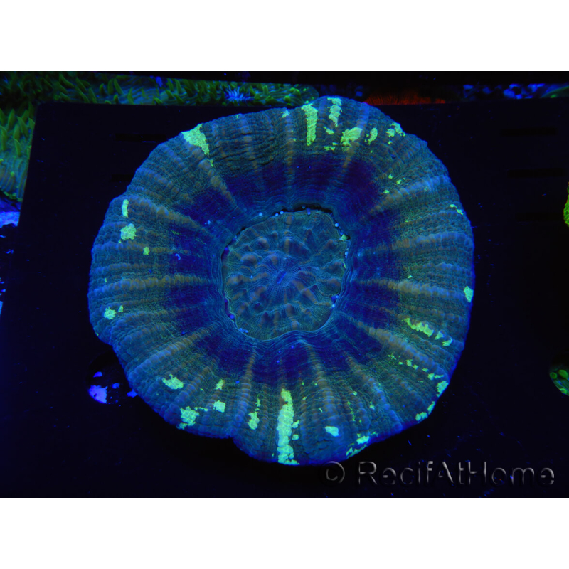 WYSIWYG Homophyllia australis (ex Scolymia) Warpaint 5 (5.5 cm)